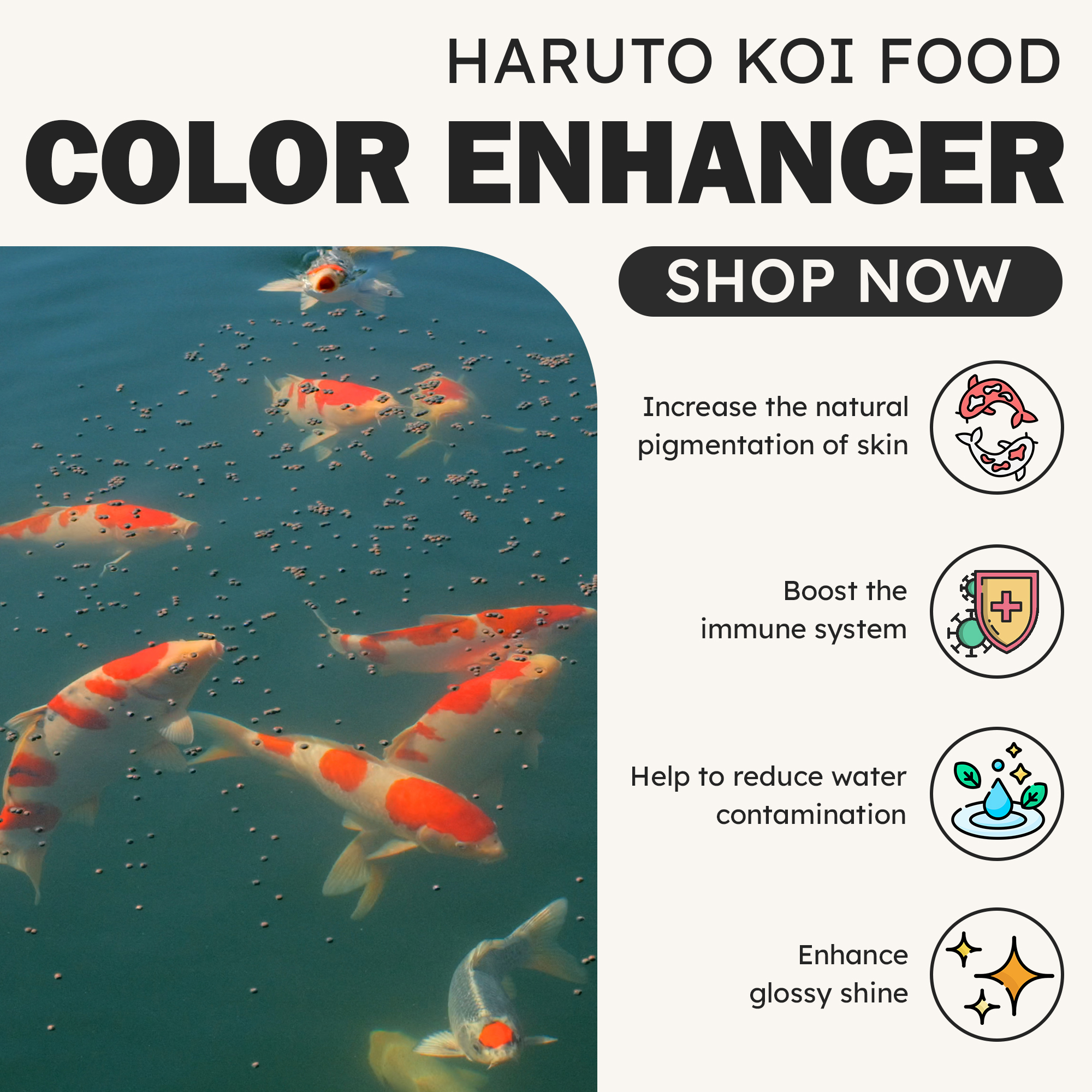Koi fish swimming - Color Enhancer