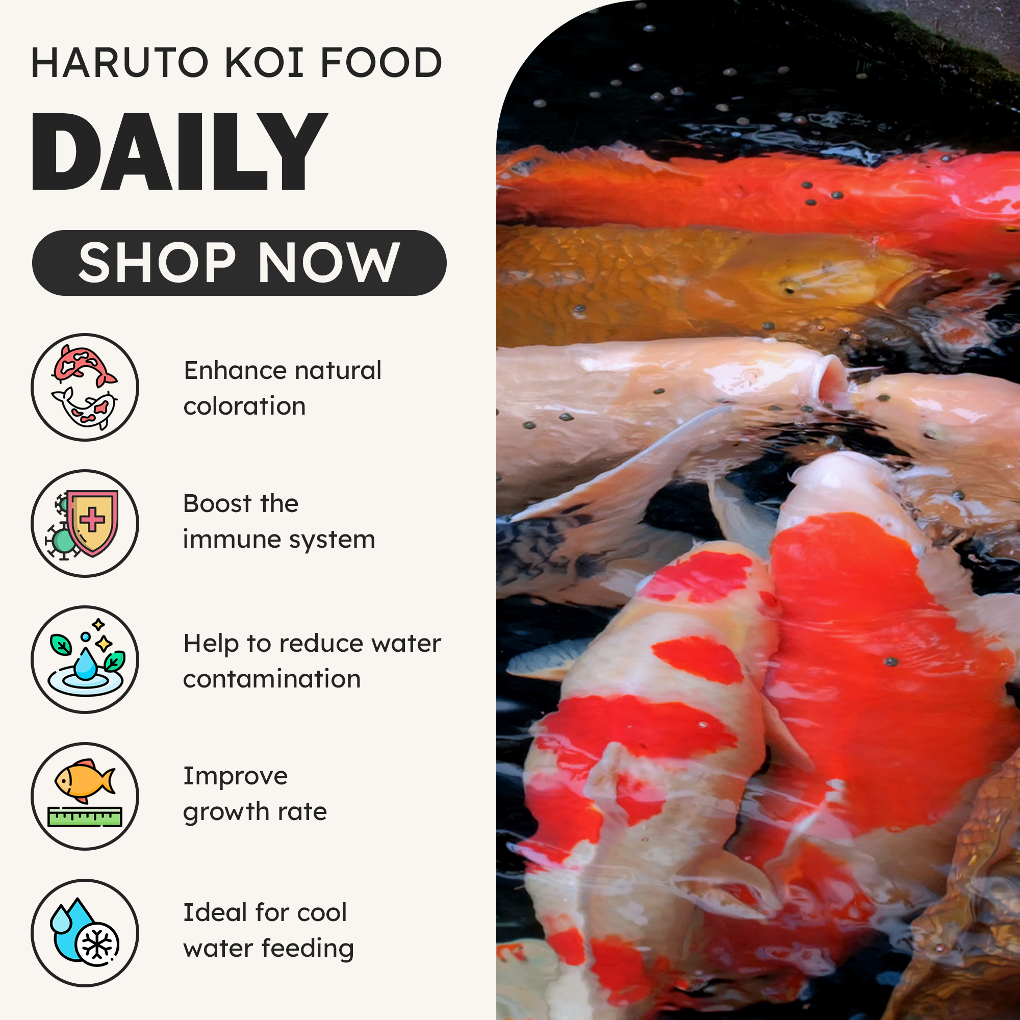 Koi fish swimming - Daily