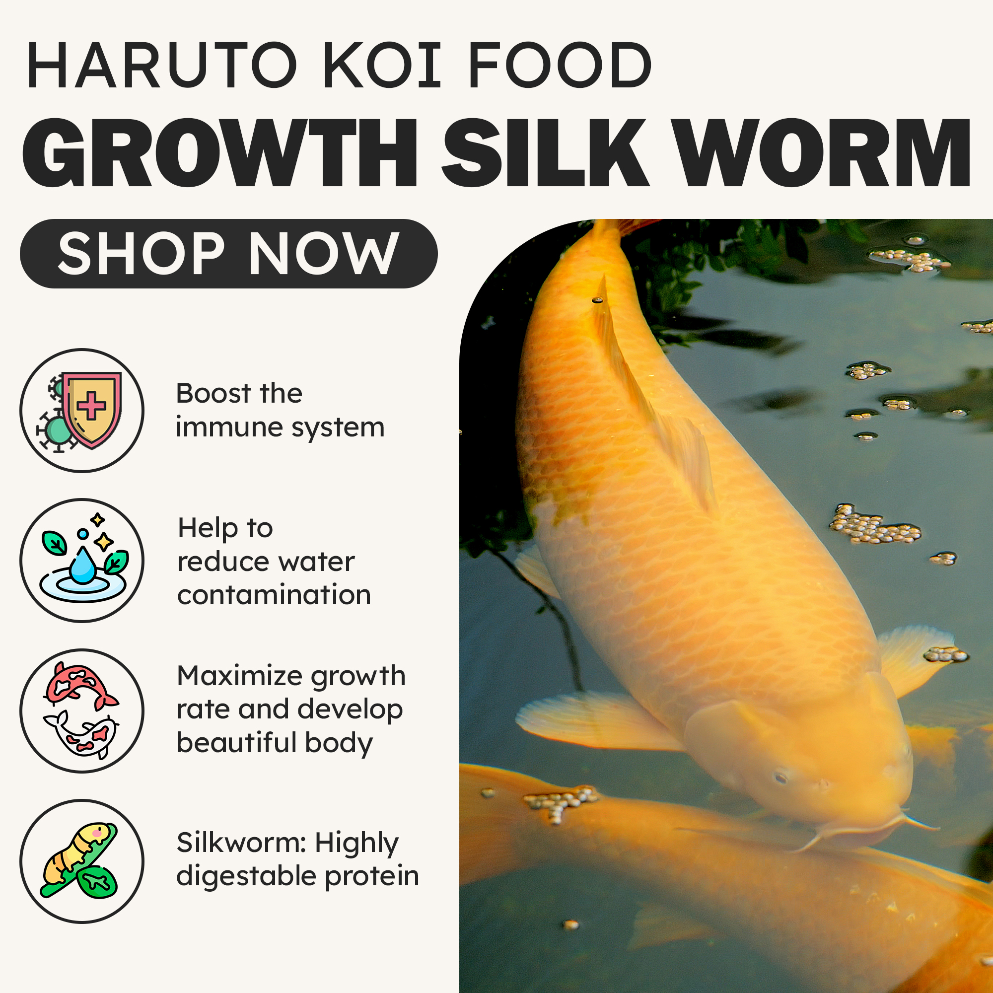 Koi fish - Growth Silk Worm